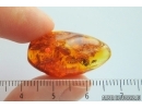 Spider Araneae and Wasp Hymenoptera. Fossil inclusions Baltic amber #14229