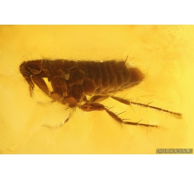 Extremely Rare FLEA SIPHONAPTERA and More. Fossil inclusions in Baltic amber #14230