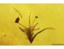 Extremely Rare FLEA SIPHONAPTERA and More. Fossil inclusions in Baltic amber #14230