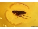 Extremely Rare FLEA SIPHONAPTERA and More. Fossil inclusions in Baltic amber #14230