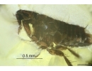 Extremely Rare FLEA SIPHONAPTERA and More. Fossil inclusions in Baltic amber #14230
