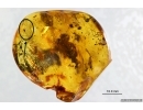Extremely Rare FLEA SIPHONAPTERA and More. Fossil inclusions in Baltic amber #14230