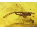 Extremely Rare FLEA SIPHONAPTERA and More. Fossil inclusions in Baltic amber #14230