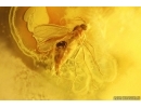 Extremely Rare FLEA SIPHONAPTERA and More. Fossil inclusions in Baltic amber #14230