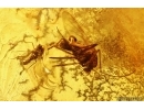 Extremely Rare FLEA SIPHONAPTERA and More. Fossil inclusions in Baltic amber #14230