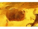 Extremely Rare FLEA SIPHONAPTERA and More. Fossil inclusions in Baltic amber #14230