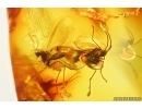 Mating-Copula Fungus gnats Keroplatidae. Fossil insects in Baltic amber #14231