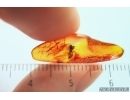 Mating-Copula Fungus gnats Keroplatidae. Fossil insects in Baltic amber #14231