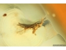 Fungus gnat Mycetophilidae, Beetle and Thrips. Fossil inclusions Baltic amber Stone #14232