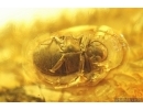 Fungus gnat Mycetophilidae, Beetle and Thrips. Fossil inclusions Baltic amber Stone #14232