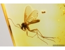 Fungus gnat Keroplatidae with Eggs. Fossil inclusions Baltic amber Stone #14233