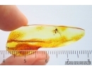 Fungus gnat Keroplatidae with Eggs. Fossil inclusions Baltic amber Stone #14233
