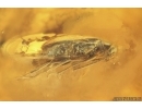 Crane fly Limoniidae, Scuttle Fly Phoridae and Beetle. Fossil inclusions Baltic amber #14234
