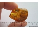 Crane fly Limoniidae, Scuttle Fly Phoridae and Beetle. Fossil inclusions Baltic amber #14234