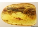 Amber Stalactite 24mm and Dipterans. Fossil inclusions in Baltic amber #14235