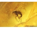 Fungus gnat Keroplatidae and 2 Long-legged flies Dolichopodidae. Fossil inclusions Baltic amber Stone #14236