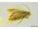 Nice Moth Lepidoptera. Fossil inclusion Ukrainian Rovno amber #14238R