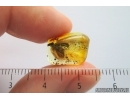 Moth Lepidoptera. Fossil inclusion Ukrainian Rovno amber #14239R