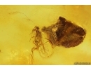 Caterpillar case Lepidoptera and Aphid Aphidoidea. Fossil inclusions Baltic amber #14240