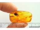 Caterpillar case Lepidoptera and Aphid Aphidoidea. Fossil inclusions Baltic amber #14240