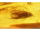 3 Caddisflies Trichoptera and Beetle Coleoptera. Fossil insects Baltic amber #14241