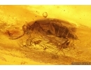 3 Caddisflies Trichoptera and Beetle Coleoptera. Fossil insects Baltic amber #14241