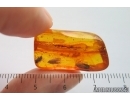 3 Caddisflies Trichoptera and Beetle Coleoptera. Fossil insects Baltic amber #14241