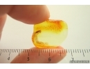 Beetle Coleoptera. Fossil insect in Baltic amber #14242