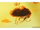 Marsh Beetle Scirtidae. Fossil insect in Baltic amber #14243