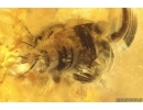 Rove beetle Staphylinidae. Fossil inclusion Baltic amber #14244