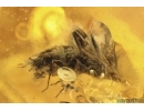 Rove beetle Staphylinidae. Fossil inclusion Baltic amber #14244