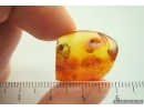 Rove beetle Staphylinidae. Fossil inclusion Baltic amber #14244