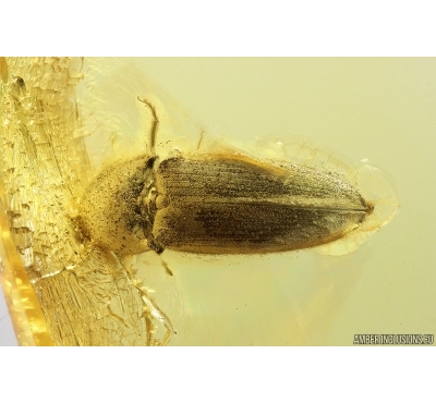 Click beetle Elateroidea. Fossil insect Ukrainian Rovno amber #14245R
