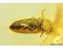 Click beetle Elateroidea. Fossil insect Ukrainian Rovno amber #14245R