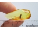 Click beetle Elateroidea. Fossil insect Ukrainian Rovno amber #14245R