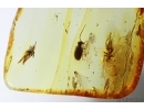 Nice Spider Beetle Ptinidae and More. Fossil insects Ukrainian Rovno amber #14246R