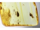 Nice Spider Beetle Ptinidae and More. Fossil insects Ukrainian Rovno amber #14246R