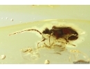 Nice Spider Beetle Ptinidae and More. Fossil insects Ukrainian Rovno amber #14246R