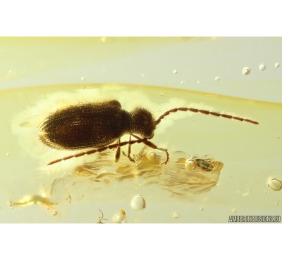 Nice Spider Beetle Ptinidae and More. Fossil insects Ukrainian Rovno amber #14246R