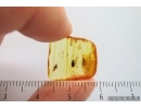 Nice Spider Beetle Ptinidae and More. Fossil insects Ukrainian Rovno amber #14246R
