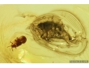 Rove beetles Staphylinidae Pselaphinae and Coccid larva. Fossil inclusions Ukrainian Rovno amber #14247R
