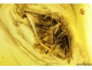 Rove beetles Staphylinidae Pselaphinae and Coccid larva. Fossil inclusions Ukrainian Rovno amber #14247R