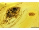 Rove beetles Staphylinidae Pselaphinae and Coccid larva. Fossil inclusions Ukrainian Rovno amber #14247R
