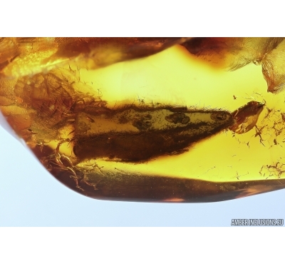 Nice 12mm Leaf. Fossil inclusion in Baltic amber stone #14248