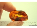 Nice 12mm Leaf. Fossil inclusion in Baltic amber stone #14248