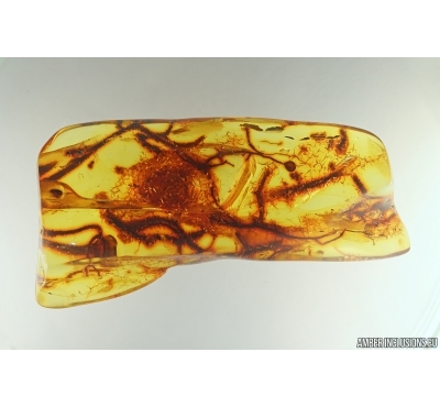 Nice Big 60mm Lichen. Fossil inclusion in Baltic amber stone #14249
