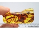 Nice Big 60mm Lichen. Fossil inclusion in Baltic amber stone #14249