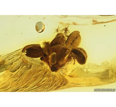 Nice Flower and More. Fossil inclusions in Baltic amber stone #14250