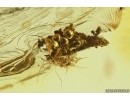 Nice Flower and More. Fossil inclusions in Baltic amber stone #14250