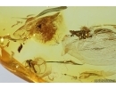 Nice Flower and More. Fossil inclusions in Baltic amber stone #14250